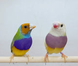 Dilute Gouldian Finch