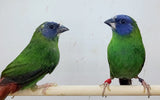 Blue Face Parrot Finches / Split Yellow Body