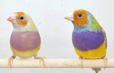 Dilute Gouldian Finches