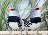Yellow mutation Diamond Firetail finches