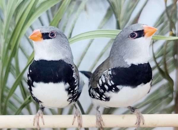 Yellow mutation Diamond Firetail finches