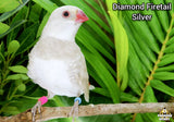 Silver mutation Diamond Firetail