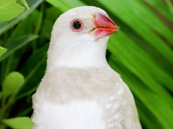 Silver Diamond Firetail Finch